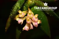 COMPARETTIA SOTOANA SMALL ORCHID MOUNTED