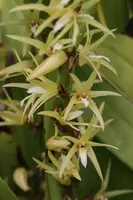Eria javanica