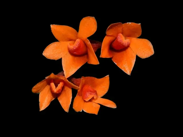 Dendrobium Teipels Farbrausch (Dendrobium)