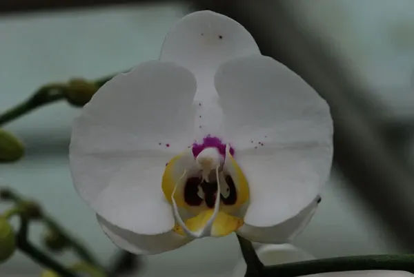 Phalaenopsis ELEGANT RED PEARL
