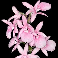 [Bulbs][Import AS-IS] Calanthe rosea [2.4 BS][July Preorder]