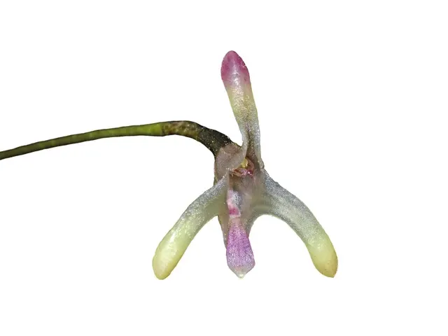 Porroglossum guachisacae