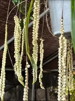 Pholidota/Coelogyne imbricata - Rattlesnake Orchid/Necklace Orchid (6" pot)
