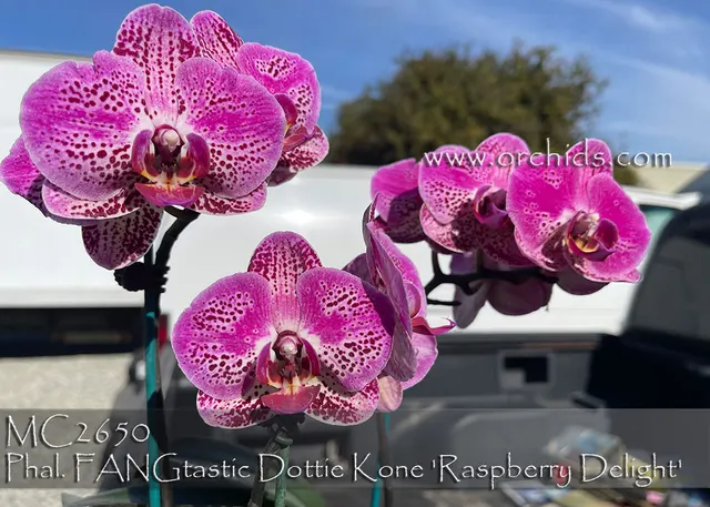 Phalaenopsis FANGtastic Dottie Kone 'Raspberry Delight' (Phalaenopsis)