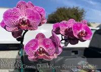 Phal. FANGtastic Dottie Kone 'Raspberry Delight' (Ever-Spring King x Norman's Stripes)