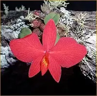 Sophronitis brevipedunculata