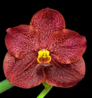 Vanda Ruchiroj 'Garnet'