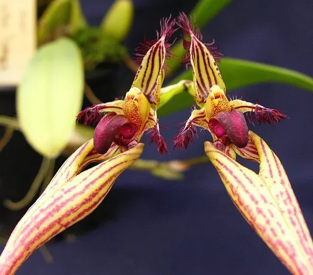 Bulbophyllum Cindy Dukes 'Best'