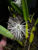 Bulbophyllum odoratissimum