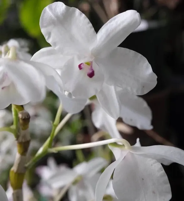 Dendrobium linawianum 'fma. semi-alba'