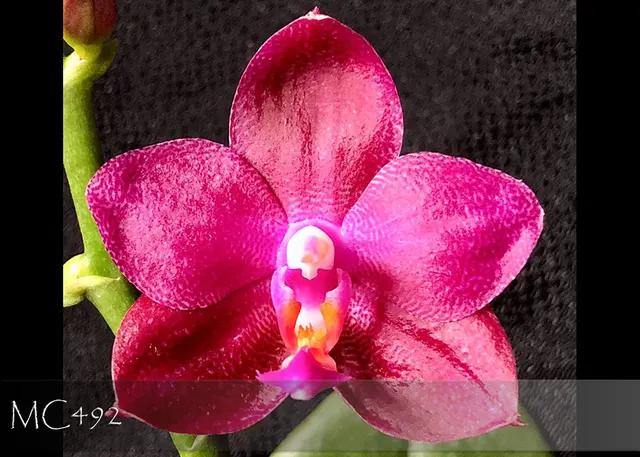 Phalaenopsis Ember 'Blumen Insel AM/AOS , Note : Only 5 Available'