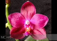Phal. Ember 'Blumen Insel AM/AOS , Note : only 5 available ' (Mahalo 'Carmela' FCC/AOS x George Veasquez 'Eureka' FCC/AOS )
