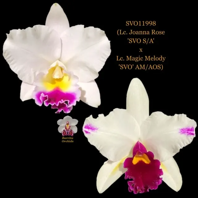 Laeliocattleya Joanna Rose x Magic Melody (Laeliocattleya)