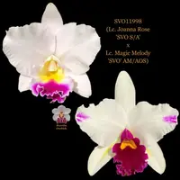 Cattleya Orchid Hybrid SVO11998 (Lc. Joanna Rose 'SVO S/A' x Lc. Magic Melody 'SVO' AM/AOS)