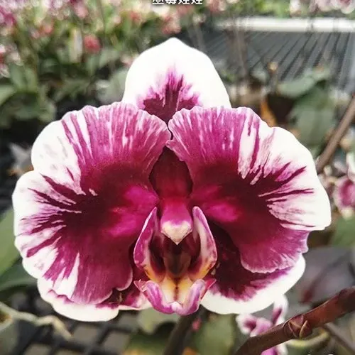 Phalaenopsis Hsinying Little Knight 'Voodoo'