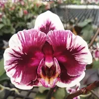[Bare-root][Import AS-IS] #PA# Phal. Hsinying Little Knight 'Voodoo' 巫毒娃娃 [1.7" BS][Sept Preorder 26]