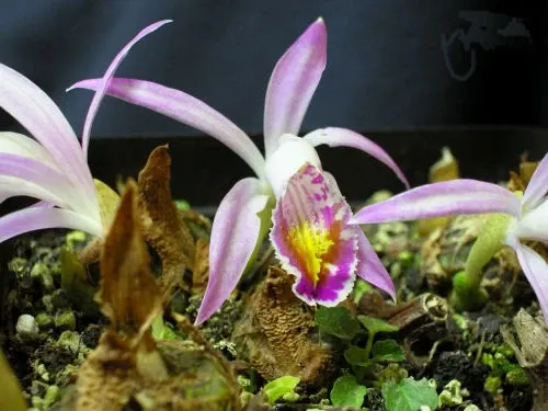 Pleione lagenaria