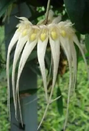 Bulbophyllum sanguineopunctatum fma alba sp (Bulbophyllum)