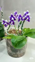 Phalaenopsis YANG YANG BLUE LIULII 'Prince' (Penang Violacea x Yang Yang Blueberry)