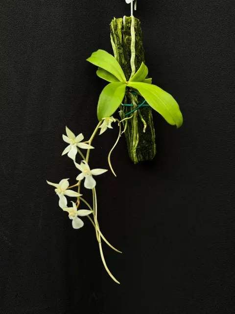 Aerangis Pionier (Aerangis)