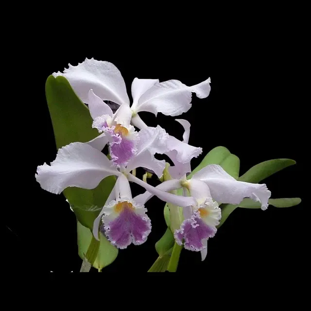 Cattleya warneri var coerulea x (Cattleya)
