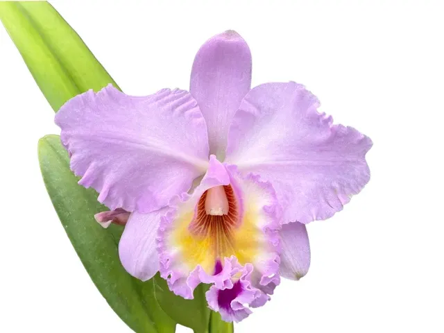 Rhyncholaeliocattleya Napo (Rhyncholaeliocattleya)