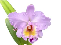 Rhyncholaeliocattleya Napo .
