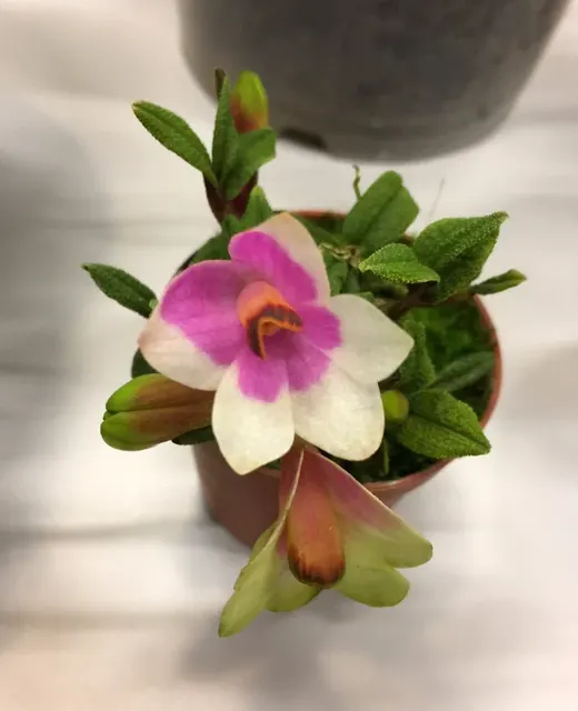 Dendrobium cuthbersonii 'Pink-White'