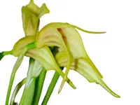 Masdevallia chasei