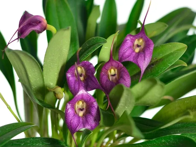 Masdevallia Pangueña (Masdevallia)