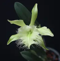 Rhyncholaelia digbyana