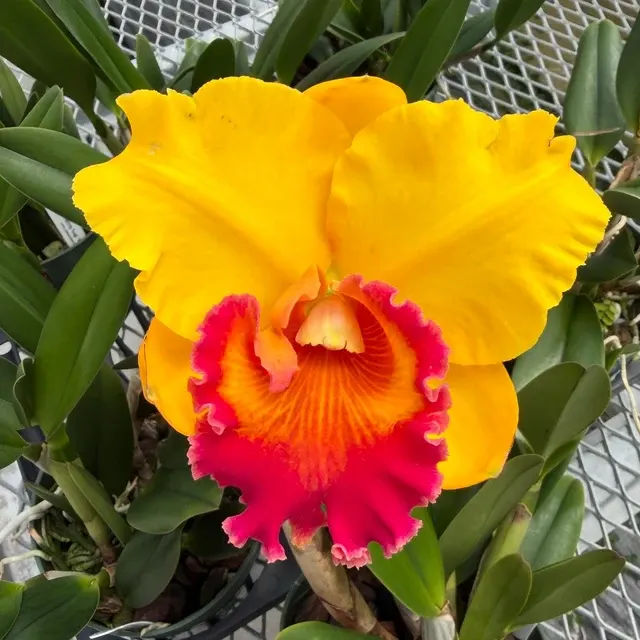 Rhyncholaeliocattleya Jirathip Sugi 'Volcano Queen' (Rhyncholaeliocattleya)