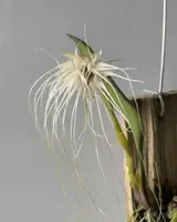 Bulbophyllum medusae
