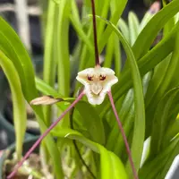 Dracula lotax Species 2.5" Pot,