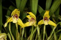 Maxillaria porphyrostele