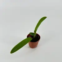Cattleya maxima — Jungpflanze