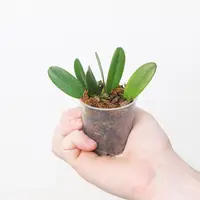 Bulbophyllum auratum