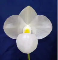 Paphiopedilum MAGIC LANTERN Semi album (delenatii semi album x micranthum album)