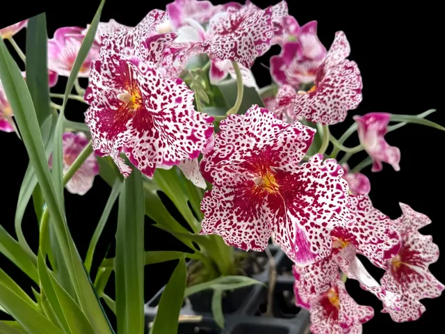 Miltoniopsis Breathless 'Fireworks'