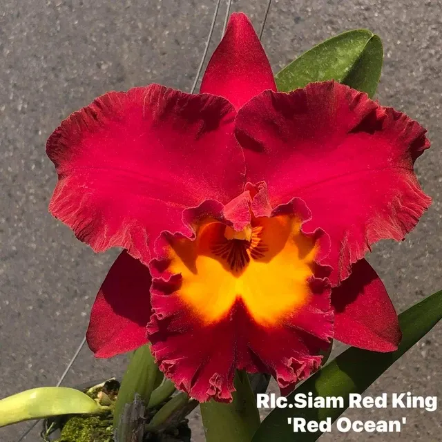Rhyncholaeliocattleya Siam Red King 'Red Ocean' (Rhyncholaeliocattleya)