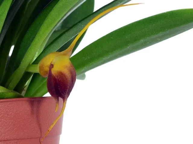 Masdevallia curtipes (Masdevallia)