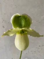 Paphiopedilum PINOCCHIO album form (glaucophyllum var album x primulinum var album)