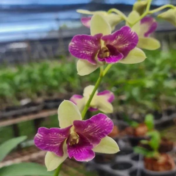 Dendrobium Areedang Blue 3 lip (Dendrobium)
