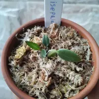 Bulbophyllum contortisepalum 'Yellow'