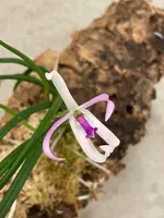 Leptotes Pat Thurtle (bicolor x pohlitinocoi) | SapphireChild Orchids