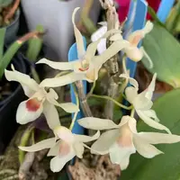 Dendrobium officinale X Den. unicum