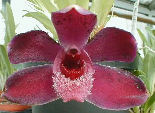 Pescatorea coronaria