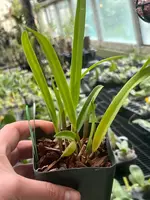Arpophyllum giganteum var. alpinum