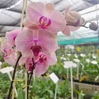 Phalaenopsis Orchid Tropic Wonderland Mature Plant - Ready To Flower