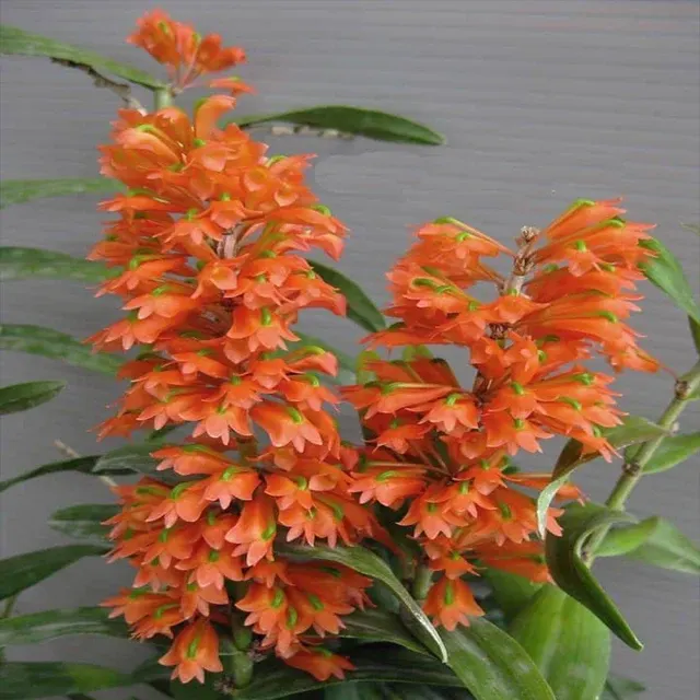 Dendrobium faciferum (Dendrobium)